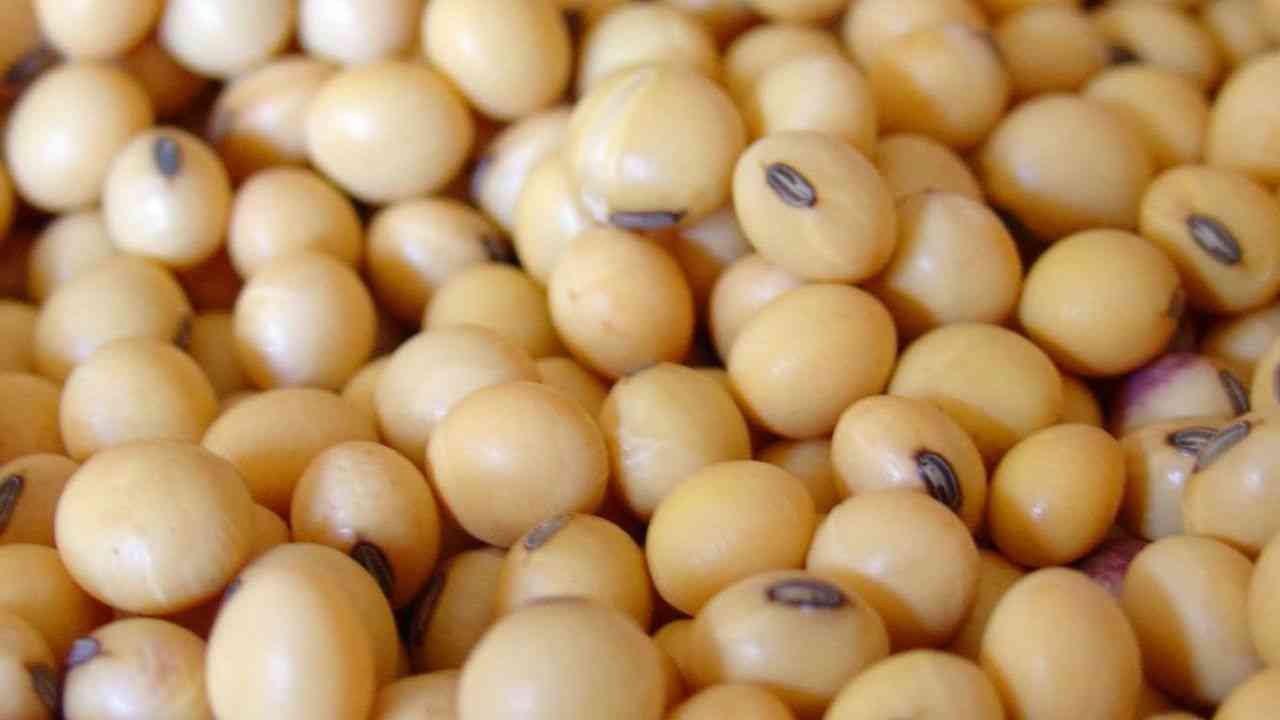 Soybean market price